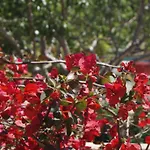 Les Jardins De Santa Giulia - Charmante Chambre D'hote 3*