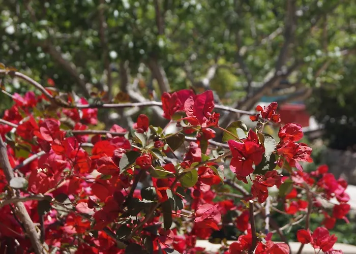Les Jardins De Santa Giulia - Charmante Chambre D'hote 3*